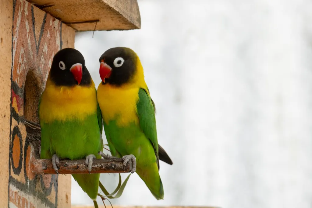 Your Bird’s Routine, Right at Home